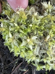 Sphagnum
