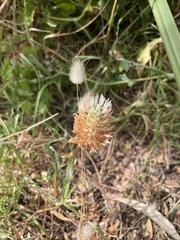Trifolium vesiculosum