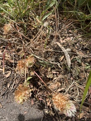 Trifolium vesiculosum
