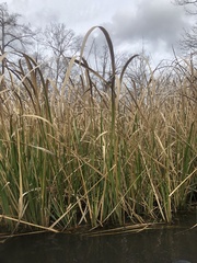 Zizaniopsis miliacea