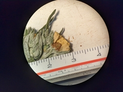 Potentilla bipinnatifida