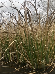 Zizaniopsis miliacea