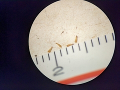 Potentilla bipinnatifida