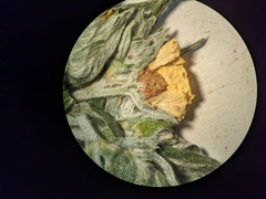 Potentilla bipinnatifida