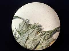 Potentilla bipinnatifida