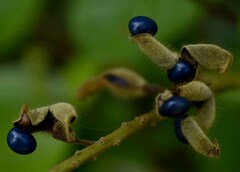 Rhynchosia acuminatissima