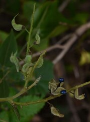 Rhynchosia acuminatissima