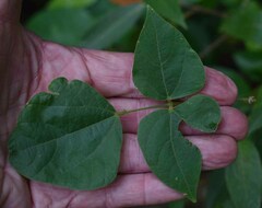 Rhynchosia acuminatissima