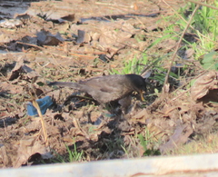 Turdus merula