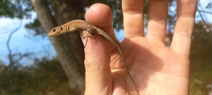 Lacerta trilineata