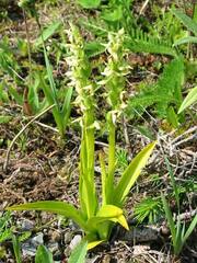 Platanthera huronensis