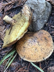 Suillus caerulescens