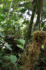 Stelis anolis
