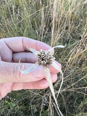 Rhynchospora latifolia