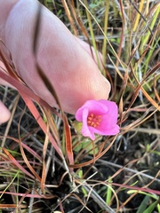 Rhexia nuttallii
