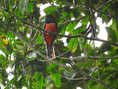 Trogon curucui