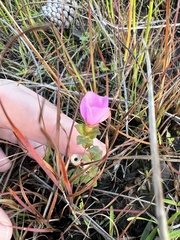 Rhexia nuttallii