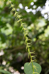 Stelis anolis