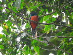 Trogon curucui