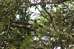 Aulacorhynchus prasinus