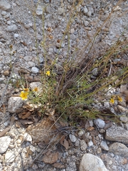 Coreocarpus arizonicus