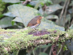 Grallaricula flavirostris