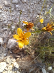 Coreocarpus arizonicus