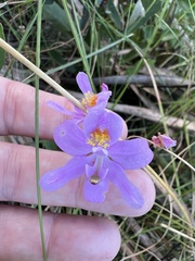 Calopogon barbatus