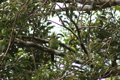 Aulacorhynchus prasinus