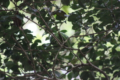 Bothriechis lateralis