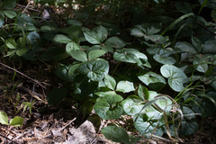 Asarum lemmonii