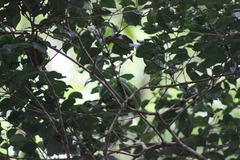 Bothriechis lateralis