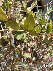 Guardiola platyphylla