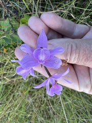 Calopogon barbatus