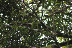 Aulacorhynchus prasinus