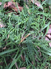 Blechnum parrisiae