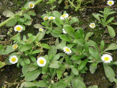 Erigeron leptorhizon