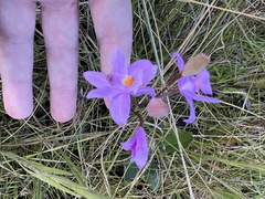 Calopogon barbatus