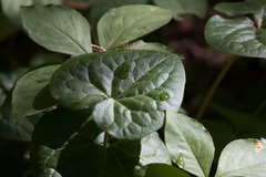 Asarum lemmonii