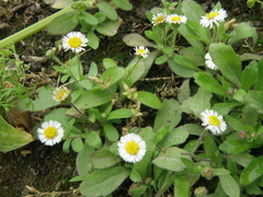 Erigeron leptorhizon