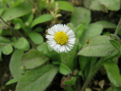 Erigeron leptorhizon