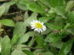 Erigeron leptorhizon