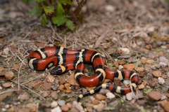 Lampropeltis annulata