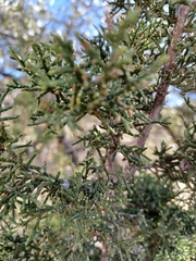 Juniperus arizonica
