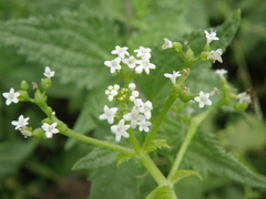 Valeriana chaerophylloides