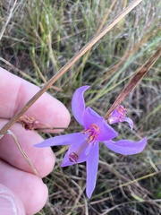 Calopogon pallidus