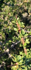 Condalia microphylla