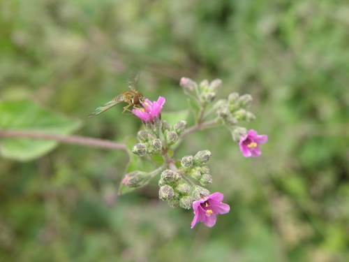Image of Mirabilis expansa by (c) Paúl Gonzáles, some rights reserved (CC BY)