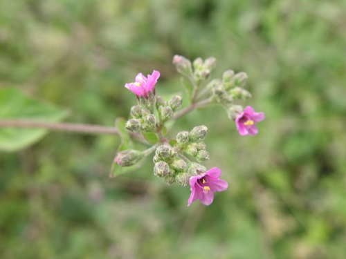 Image of Mauka by (c) Paúl Gonzáles, some rights reserved (CC BY)