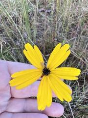 Coreopsis leavenworthii